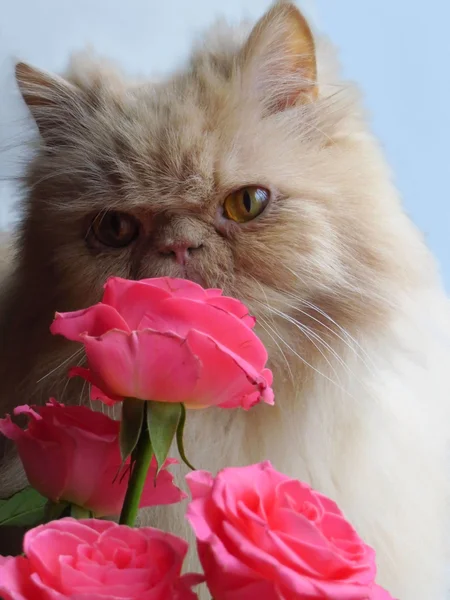 Portréja egy Perzsa macska — Stock Fotó