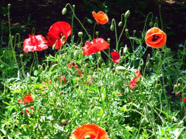 Görünümü bir çiçek haşhaş çayır Mayıs