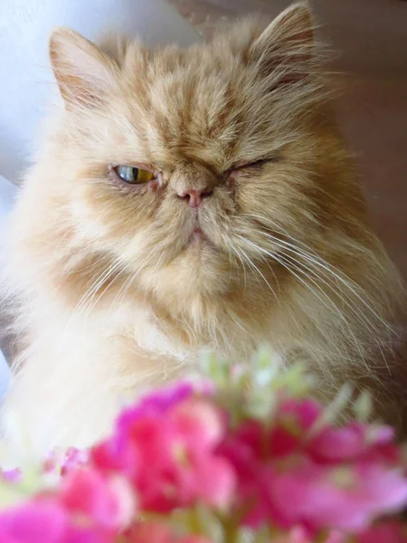 Retrato de un gato persa adulto — Foto de Stock