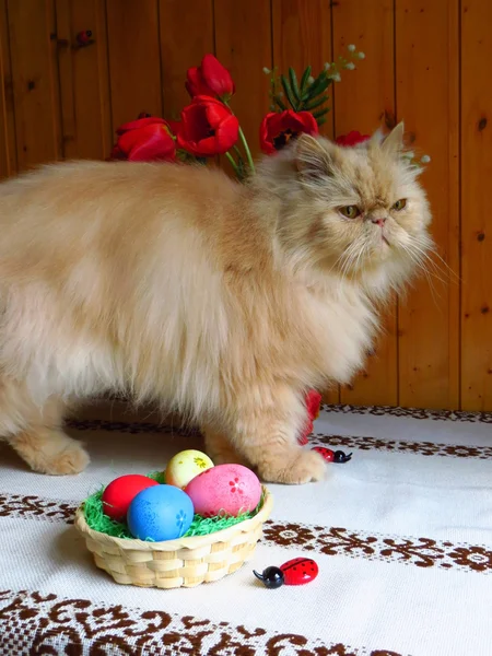 Portrait of adult Persian cat on the kitchen table — Stock Photo, Image