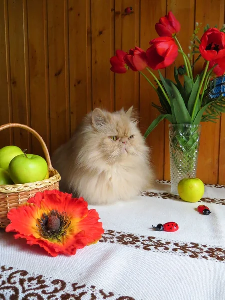 Портрет взрослого персидского кота, сидящего на кухонном столе Стоковое Фото