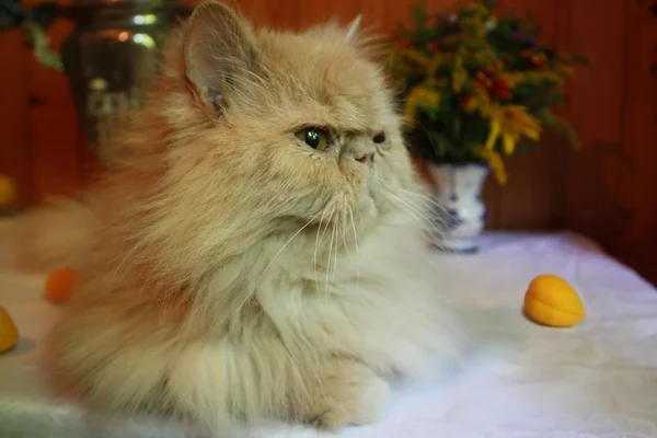 페르시아어 성인 고양이 식탁에 누워 — 스톡 사진
