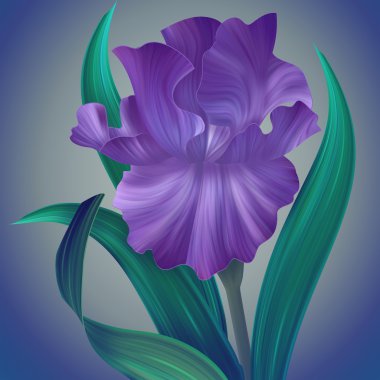 Fantezi Iris çiçeği