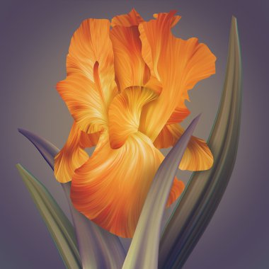 Fantezi Iris çiçeği