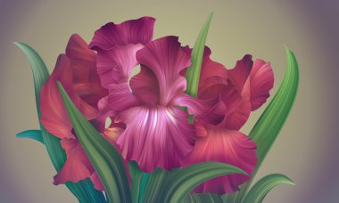 Fantezi Iris çiçekler