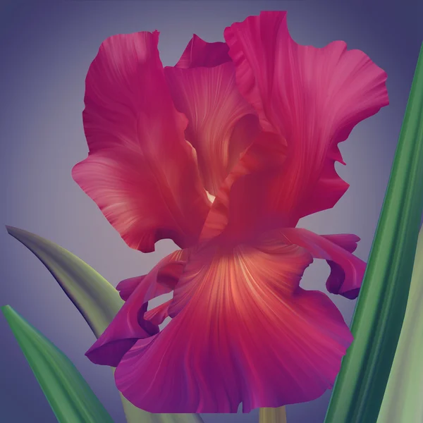 Fantasie-Irisblume — Stockfoto