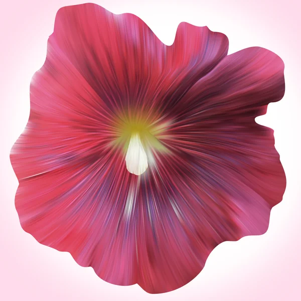 Fiore di malva viola — Foto Stock