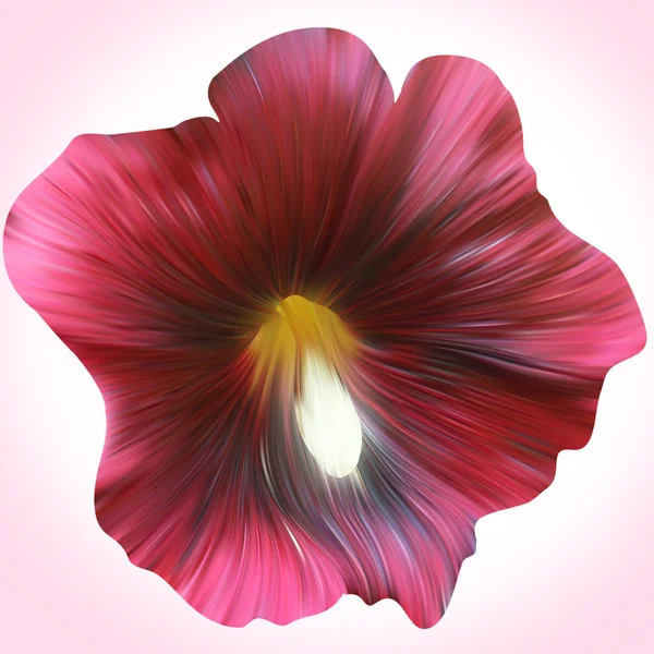 Violette Malvenblüte — Stockfoto