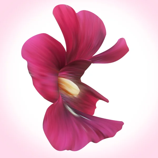 Violette Malvenblüte — Stockfoto
