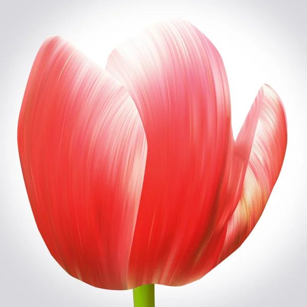 Czerwony tulipan kwiat — Zdjęcie stockowe