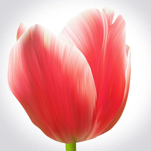 Flor vermelha da tulipa — Fotografia de Stock