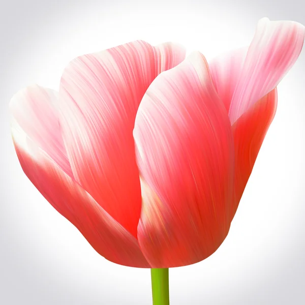 Flor vermelha da tulipa — Fotografia de Stock