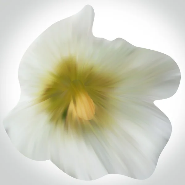 Flor de malva blanca — Foto de Stock