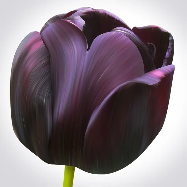 Flor de tulipán negro —  Fotos de Stock