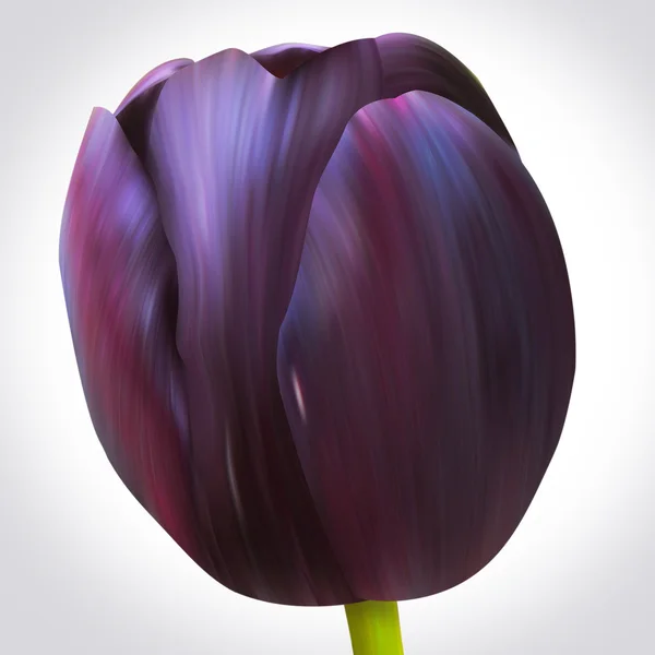 Flor de tulipán negro — Foto de Stock