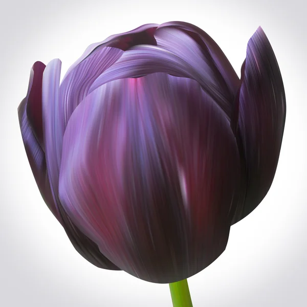 黒いチューリップの花 — ストック写真
