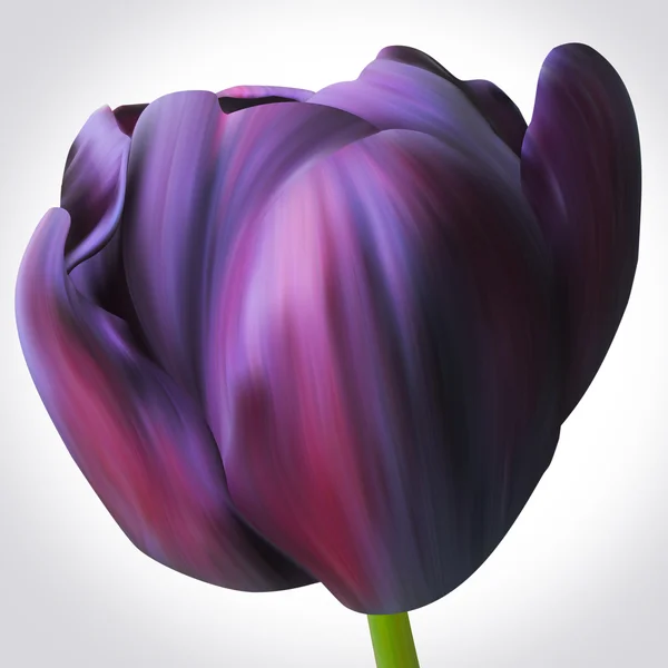 Flor de tulipán negro — Foto de Stock