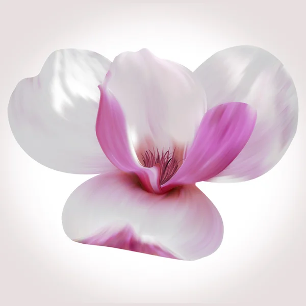 Weiße Magnolienblüte — Stockfoto