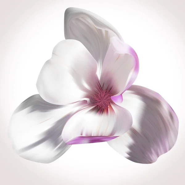 แมกโนเลียสีขาว ดอกไม้ — ภาพถ่ายสต็อก