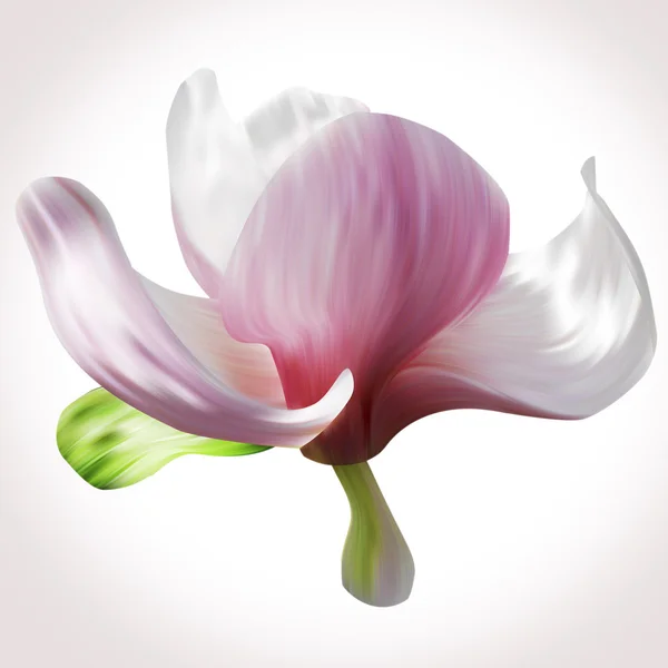 Flor de magnolia blanca — Foto de Stock