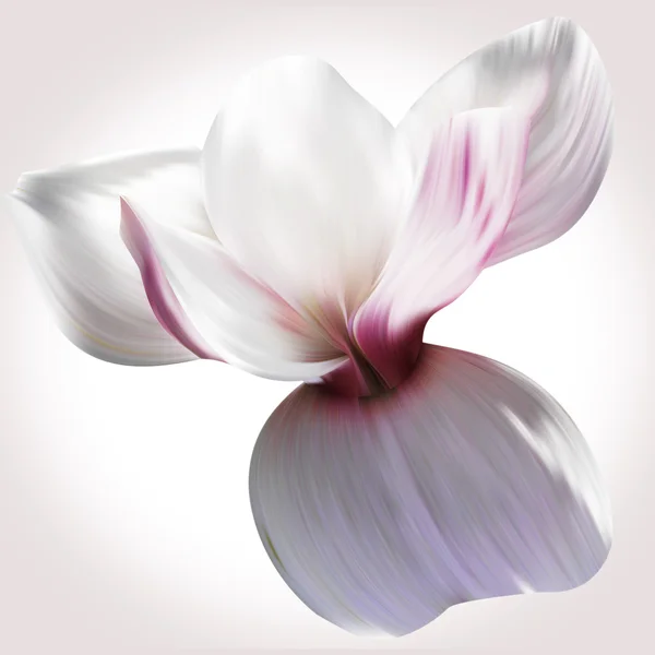 Flor de magnolia blanca — Foto de Stock