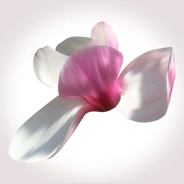 Flor de magnolia blanca — Foto de Stock