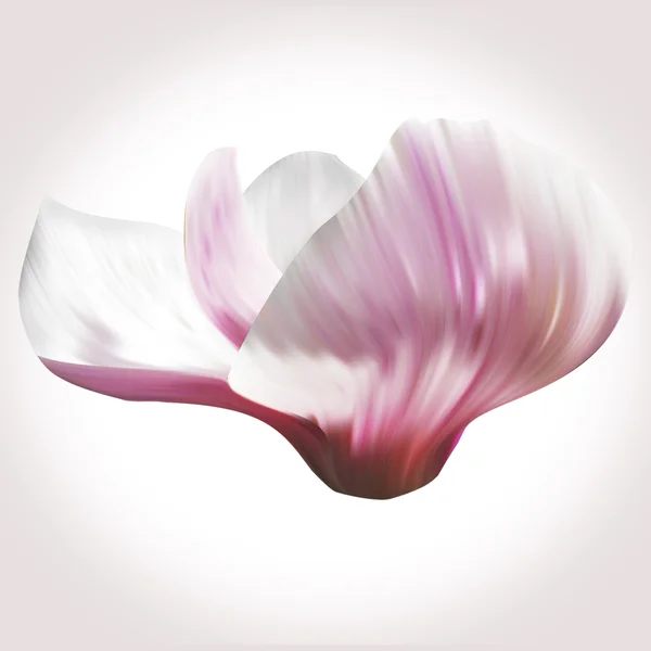 Kwiat magnolii biały — Zdjęcie stockowe