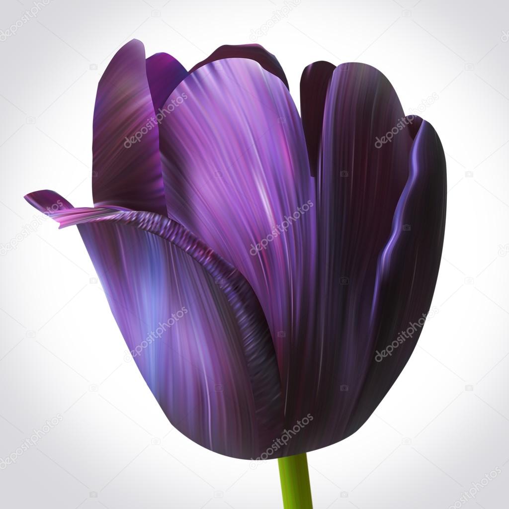 Primo piano del tulipano nero illustrazione su fondo bianco per il disegno Stile unico del fiore Bellezza e fiore di primavera fresca — Foto di Love Kay