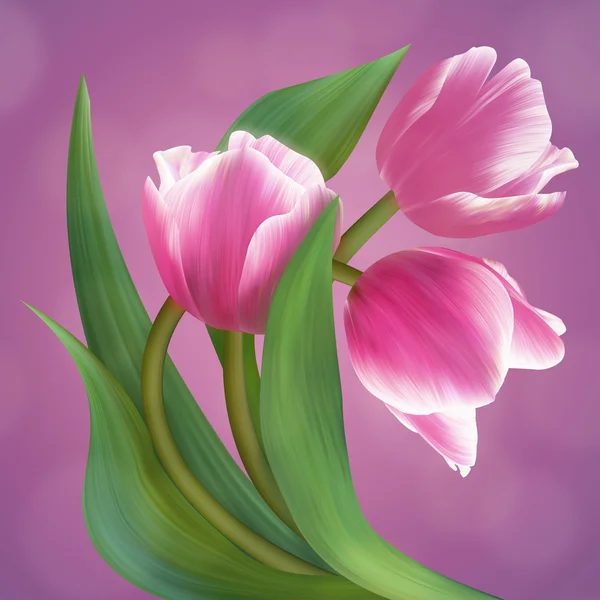 Nádherná skladba s třemi růžové tulipány. — Stock fotografie