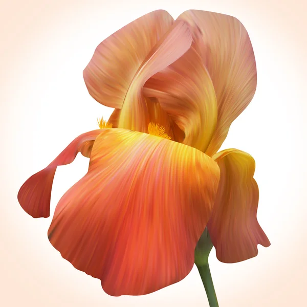 Fantasie orangefarbene Iris für die Gestaltung von Plakaten, Bannern, Geburtstagskarten — Stockfoto