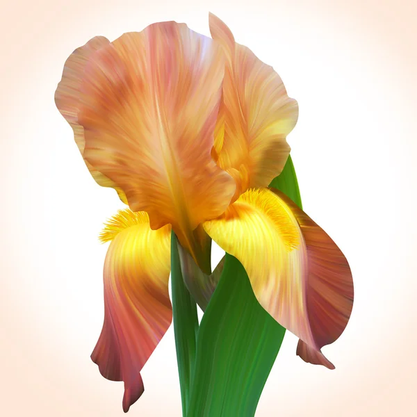 Fantasie orangefarbene Iris für die Gestaltung von Plakaten, Bannern, Geburtstagskarten — Stockfoto