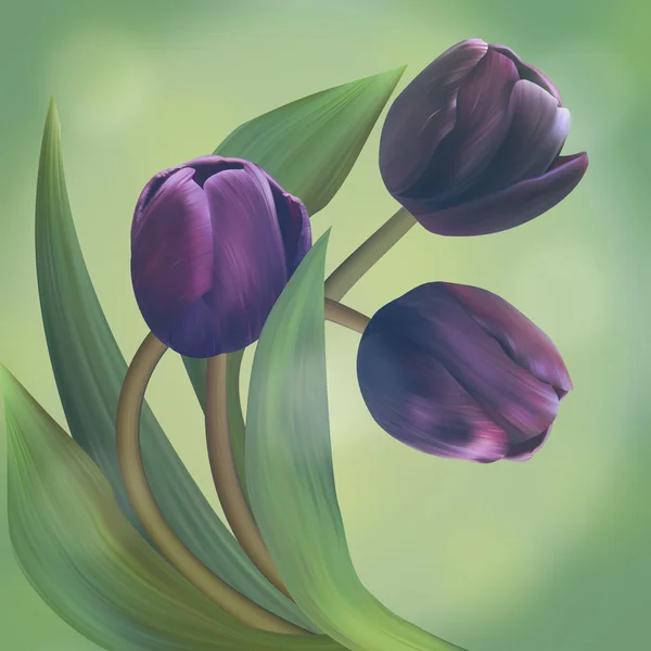 Komposition mit schwarzen Tulpen in schönem grünen Rahmen. einzigartig. — Stockfoto