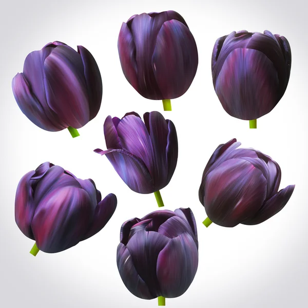 Kollektion schwarzer Tulpenköpfe für das Design. Reihe von Blütenknospen — Stockfoto