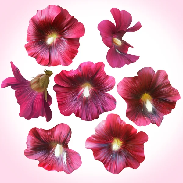 Set lila Malvenköpfe für florales Design. — Stockfoto