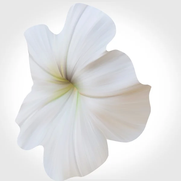 Petunia blanca sobre fondo claro. Flor única . — Foto de Stock