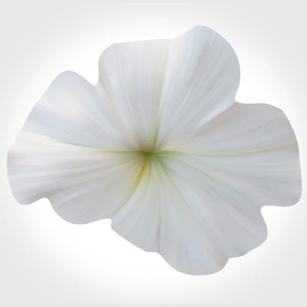 Petunia blanca sobre fondo claro. Flor única . — Foto de Stock