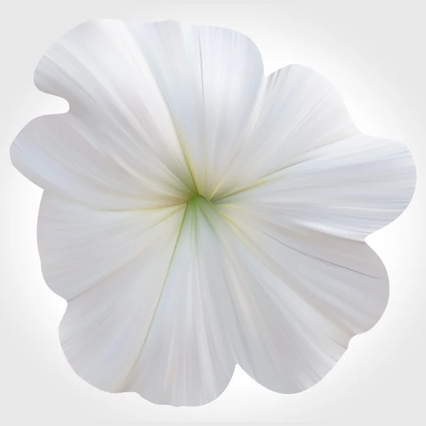 Petunia blanca sobre fondo claro. Flor única . —  Fotos de Stock