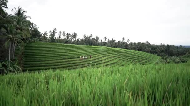 Τουρίστες Περπατούν Ανάμεσα Στα Χωράφια Ρυζιού Terraced Στην Περιοχή Ubud — Αρχείο Βίντεο