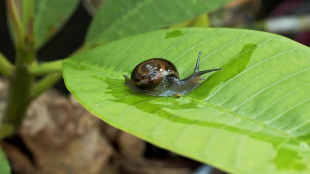 Caracol Caminando Sobre Hoja Verde — Vídeo de stock