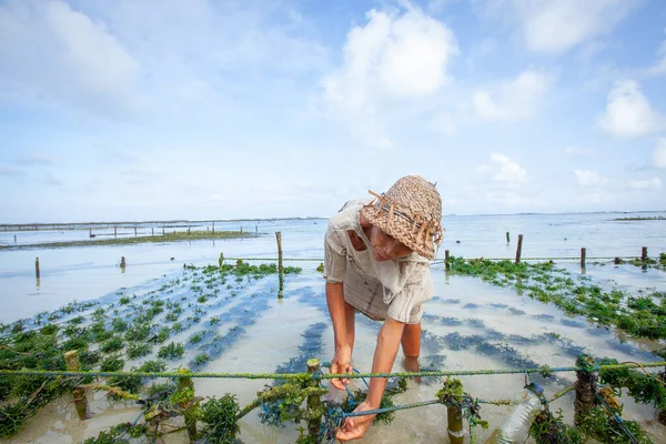 NUSA PENIDA, INDONESIA - 2011-06-28: Endonezya 'nın Nusa Penida kentindeki yosun çiftliğinde yosun tarlaları toplayan çiftçi