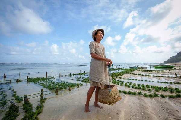 Nusa Penida Indonesia 2011 Farmář Sbírající Plantáže Mořských Řas Farmě Stock Snímky