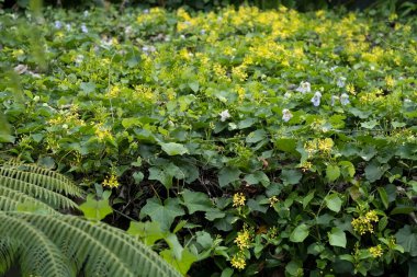 Arka plan. Bahçedeki çiçekler ve bitkiler. Ubud, Bali
