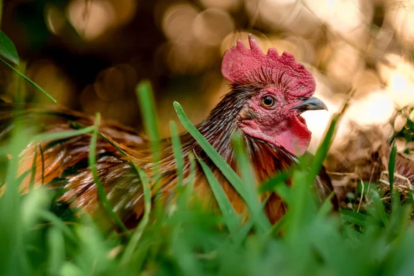 Chicken Lying Grass Portugal Zoo — Stock Photo, Image