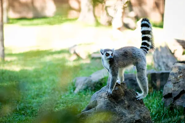 Portekiz Hayvanat Bahçesi 'nde kayanın üstünde duran bir lemur..