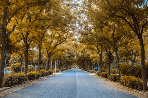 Ağaçlarla çevrili bir yolun panoramisi.