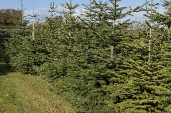 growth of christmas trees on a plantation