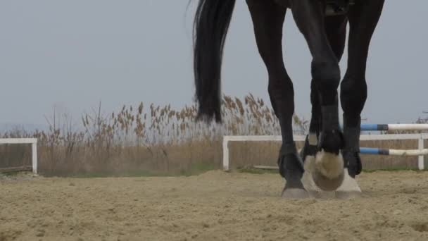 Cavalo preto passeio lento movimento dramático — Vídeo de Stock