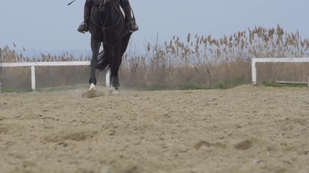 Caballo negro cámara lenta — Vídeos de Stock