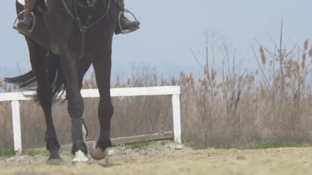 Ковбой с черной лошадью — стоковое видео