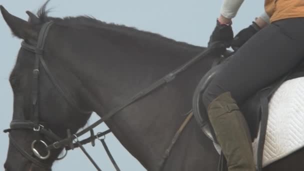 Wolno jeździć czarny koń — Wideo stockowe